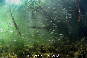Mangrove in Morrocoy_Venezuela by Mathieu Foulquié 